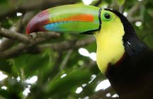 Guided Walk to the Curi Cancha Reserve