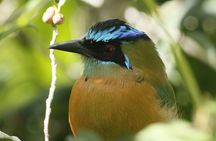 Guided Walk to the Curi Cancha Reserve