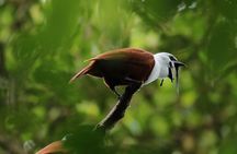 Guided Walk to the Curi Cancha Reserve