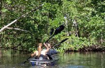 Clear Kayak Tour in North Miami Beach - Mangrove Tunnels