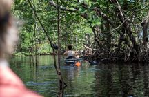 Clear Kayak Tour in North Miami Beach - Mangrove Tunnels