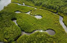 Clear Kayak Tour in North Miami Beach - Mangrove Tunnels