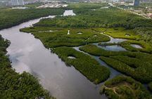Clear Kayak Tour in North Miami Beach - Mangrove Tunnels