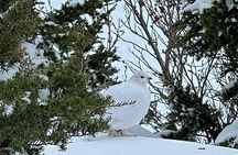 Advanced Snowshoeing Adventure