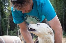 Summer Mushing Cart Ride & Kennel Tour