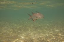 Panama City Scuba Diving Activity for Beginners