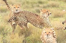 4 Days great of Maasai Mara Lake Nakuru joining safari