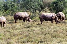 4 Days great of Maasai Mara Lake Nakuru joining safari