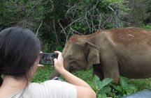 Half Day Safari Guided Tour