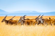 4 Days great of Maasai Mara Lake Nakuru joining safari