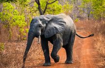 3 Days Sunrise Elephant Safari-Mole Park with -Round Trip Flight 