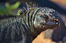 7 Days Tour in Quito and Santa Cruz/Galapagos - Best of Ecuador