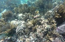 Snorkel in the beautiful reef of Puerto Morelos with transport