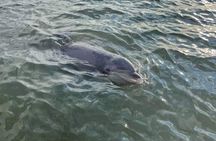 Private Dolphin Boat Tour in Hilton Head Island