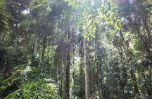 Bellthorpe Rainforest Private Tour
