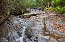 Bellthorpe Rainforest Private Tour