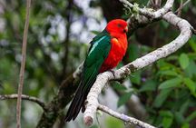 Bellthorpe Rainforest Private Tour
