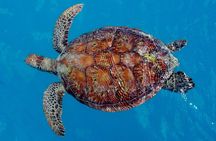 Whisper Cruises - One-Hour Turtle Spotting Bay Cruise