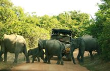 Yala Safari - Yala National Park 