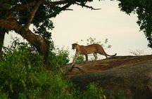 Yala Safari - Yala National Park 