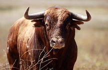 Visit Alvaro Domecq Horses and Brave Bulls in Freedom