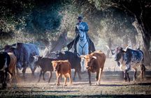 Visit Alvaro Domecq Horses and Brave Bulls in Freedom