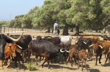 Visit Alvaro Domecq Horses and Brave Bulls in Freedom