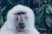 Private Day Trip to Arusha National Park with a Walking Safari