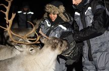 Overnight Stay in Lavvu and Reindeer Feeding