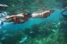 Snorkel in the beautiful reef of Puerto Morelos with transport