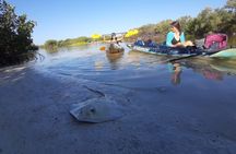 Kayak Experience in the Mangroves of Holbox Island