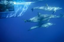 Dana Point Dolphin and Whale Watching