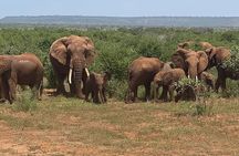 4 Days Safari Amboseli, Tsavo West and Tsavo East