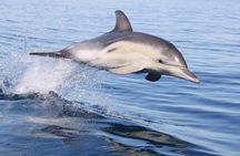 Wild Dolphin Watch in Glenelg