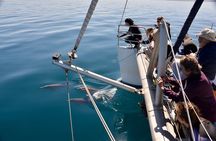 Wild Dolphin Watch in Glenelg