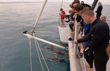 Wild Dolphin Watch in Glenelg