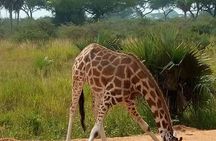 3-Day Private Safari of Murchison Falls National Park