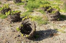 Visit to a Wine Museum and Wine Tasting in Santorini 