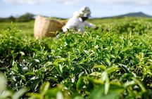 The East Discovery Tour: Bois-Cheri Tea Factory, Blue-Bay Marine Park & Lunch