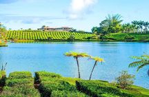 The East Discovery Tour: Bois-Cheri Tea Factory, Blue-Bay Marine Park & Lunch