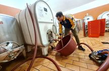 Wine & Oil Tasting Experience