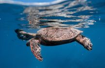 Turtle Canyon Snorkel: Semi Private Boat Tour