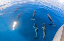 Turtle Canyon Snorkel: Semi Private Boat Tour