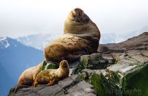 Alaska Wildlife Tour in Kachemak Bay