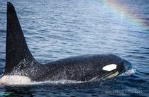 Alaska Wildlife Tour in Kachemak Bay