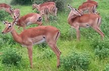 2 Days Safari Tsavo East 