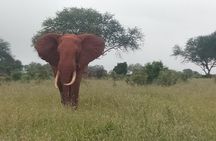 4 Days Safari Amboseli, Tsavo West and Tsavo East