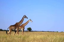 3-Day Masai Mara Group Joining Safari Adventure
