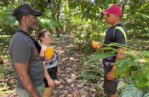 Bribri Magic Chocolate and Waterfall Experience