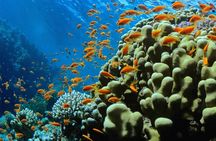 Discover Scuba Diving In Dahab